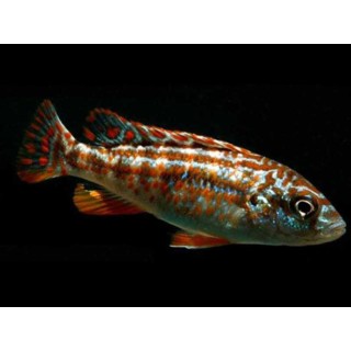 Melanochromis joanjohnsonae /exasp