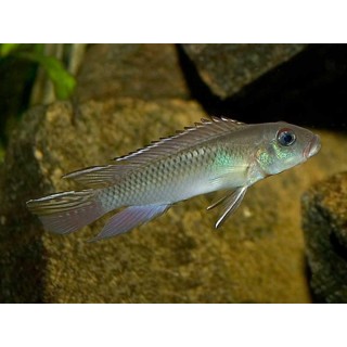 Nanochromis nudiceps