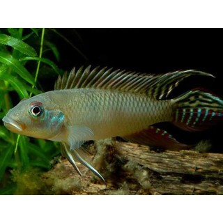Nanochromis parilus
