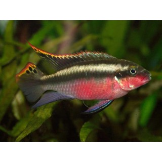 Pelvicachromis super red