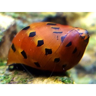 Neritina sp. spotted