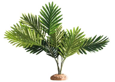 Decor palmier Hobby Palm