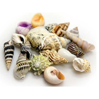 Cochilii Hobby Sea Shells Set S 20 bucati
