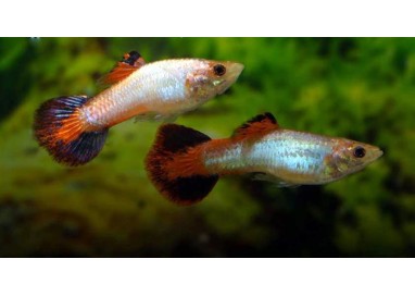 Guppy coral tail