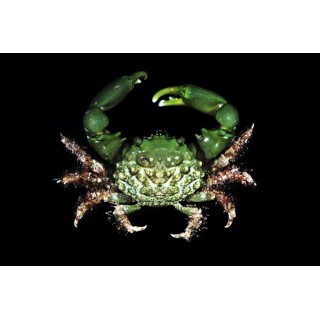 Mithrax sculptus (Emerald crab)