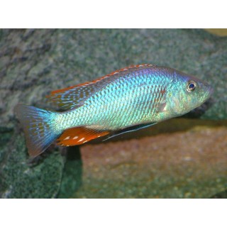 Dimidiochromis strigatus