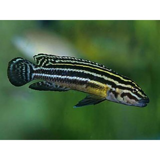 Julidochromis regani Zambia