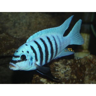 Pseudotropheus zebra chilumba maison reef sp.