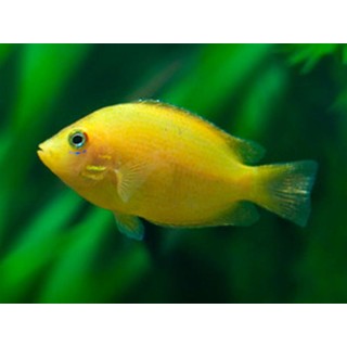 Etroplus maculatus gold