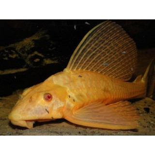 Pterygoplichthys gibbiceps gold
