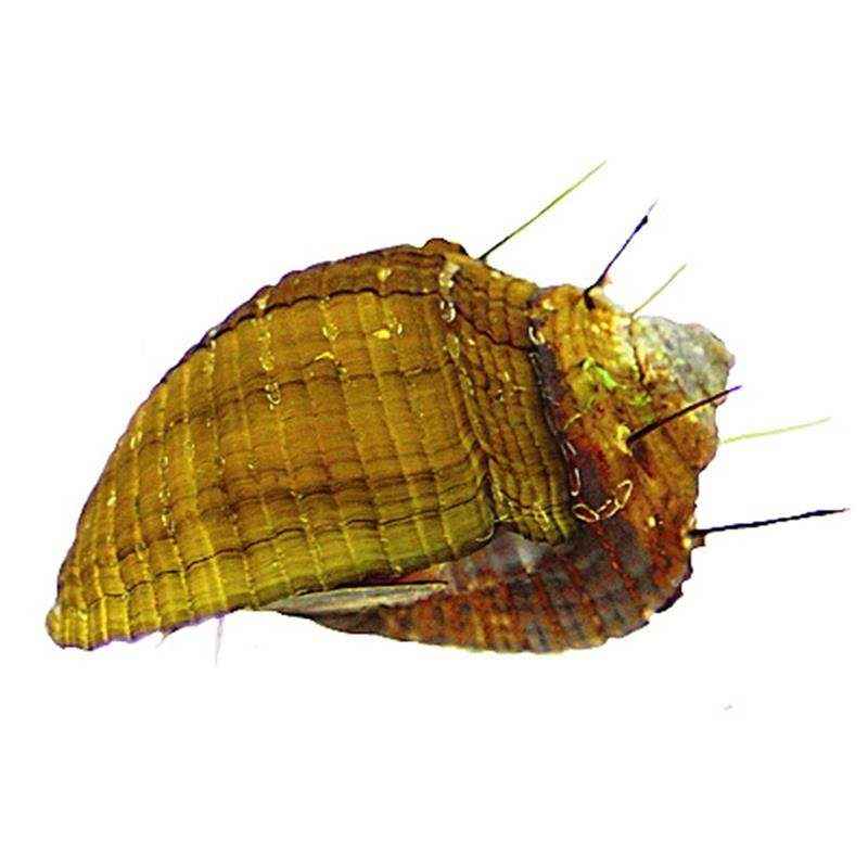 Neritina sp. hair snail