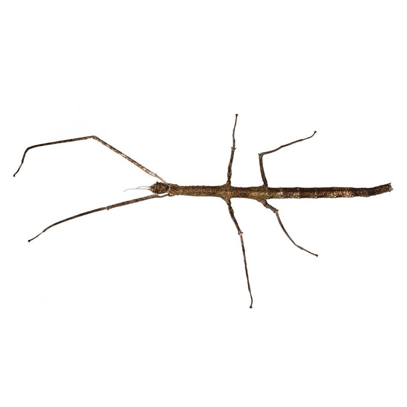 Medauroidea (Baculum) extradentata