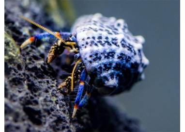 Clibanarius tricolor Blue-legged hermit crab DJ