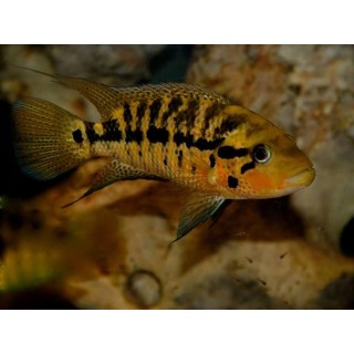 Parachromis motaguensis