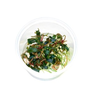 Planta acvariu Bucephalandra Kedagang in vitro Stoffels