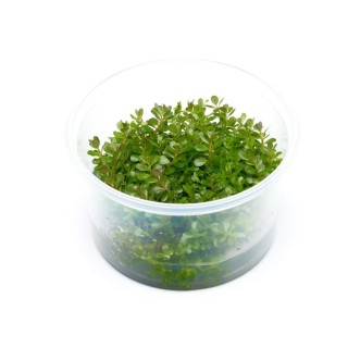 Planta acvariu Rotala rotundifolia Green in vitro Stoffels