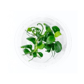 Planta acvariu Stoffels Anubias barteri 'Petite' In-Vitro