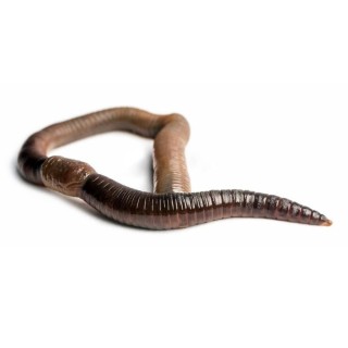Rame de compost Lumbricus Terestris