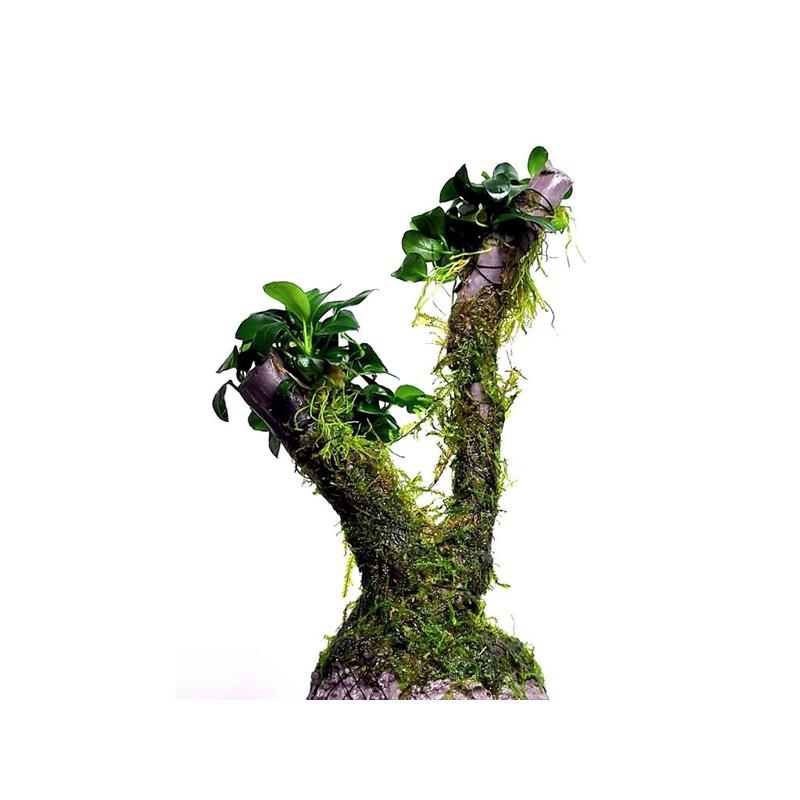 Planta acvariu Bonsai tree cu Vesicularia Xmas si Anubias Mini
