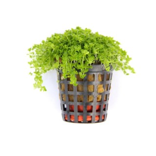 Planta acvariu Hemianthus callitrichoides Cuba Dennerle