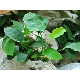Planta acvariu Dennerle Anubias Barteri var. Nana