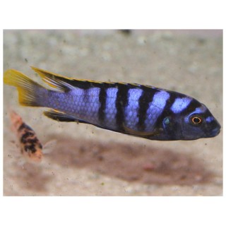 Labidochromis sp. mbamba