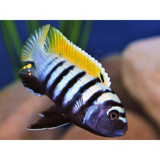 Cynotilapia afra yellow