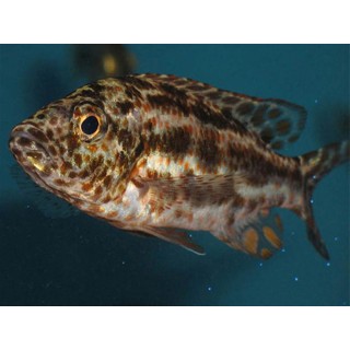 Haplochromis polystigma