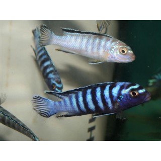 Pseudotropheus ornatus