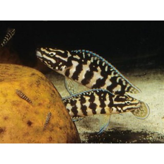 Julidochromis transcriptus gombi