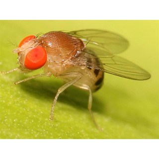 Drosophila melanogaster - mici