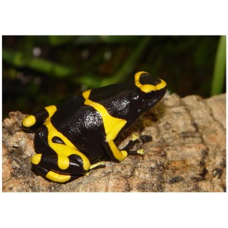Broasca Dendrobates leucomelas (Yellow-banded poison dart frog)