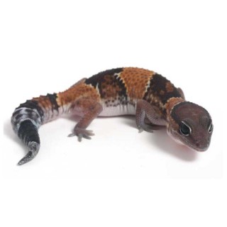 Soparla Gecko Hemitheconyx caudicinctus (Fat-tail Gecko)