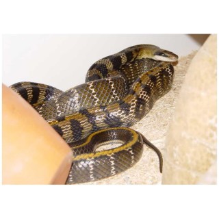 Orthriophis taeniurus friesi (Taiwan beauty snake)
