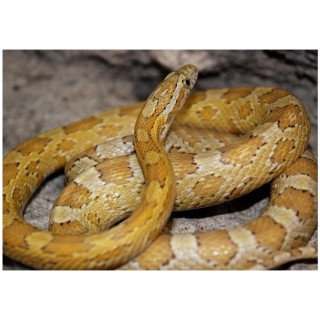 Sarpe de Porumb Amber