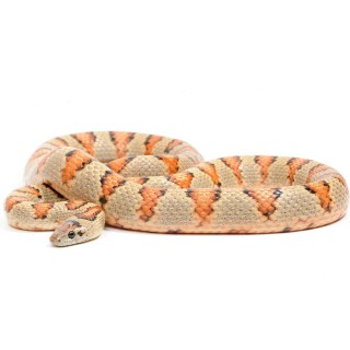 Sarpe Regal Thayeri (Lampropeltis Mexicana)