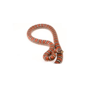 Sarpele Regal Chihuahua de munte