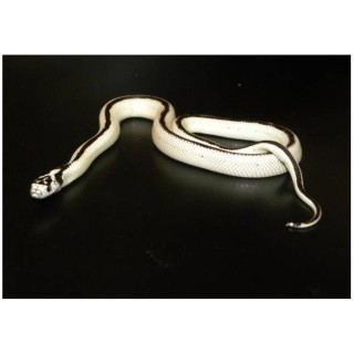 Sarpe Regal de California ?High White? vargat