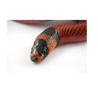 Sarpele de Lapte Honduras