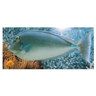 Unicornfish bluespine (Peste Unicorn cu Spini Albastri)