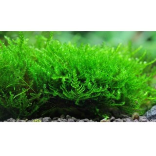 Dennerle Vesicularia sp. Triangle moss