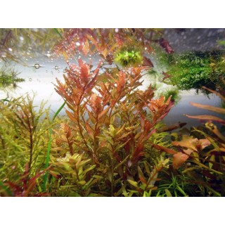 Rotala spec. Coin Leaf