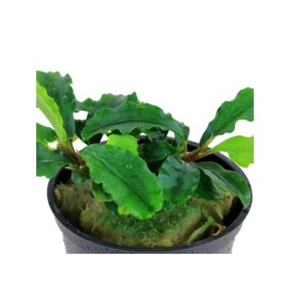 Planta acvariu Bucephalandra Pygmea Wavy Green Tropica