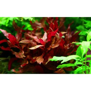 Planta acvariu Tropica Alternanthera Reineckii Rosanervig