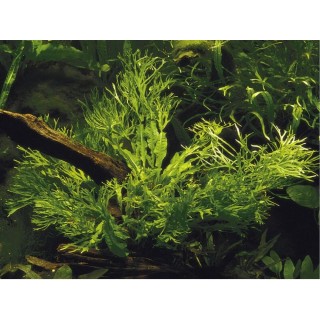 Planta acvariu Microsorum Pteropus 'Windelov' Tropica