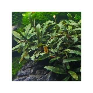 Planta acvariu Bucephalandra Green Velvet