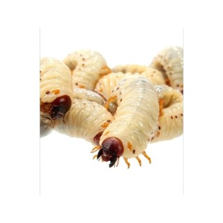 Pachet Pachnoda butana Sun Beetle Larva 10 Buc