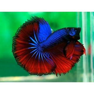 Betta spl.male halfmoon dragon mix