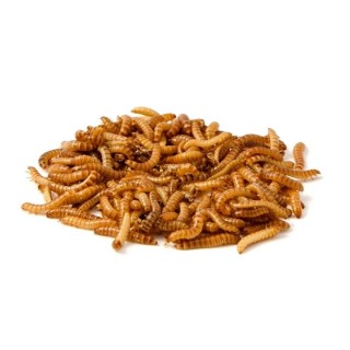 Viermi Buffalo Alphitobius Laevigatus