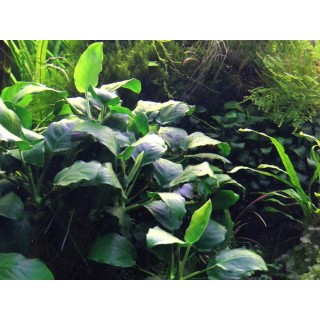 Planta acvariu Dennerle Anubias Barteri var. Nana